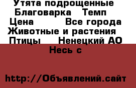 Утята подрощенные “Благоварка“,“Темп“ › Цена ­ 100 - Все города Животные и растения » Птицы   . Ненецкий АО,Несь с.